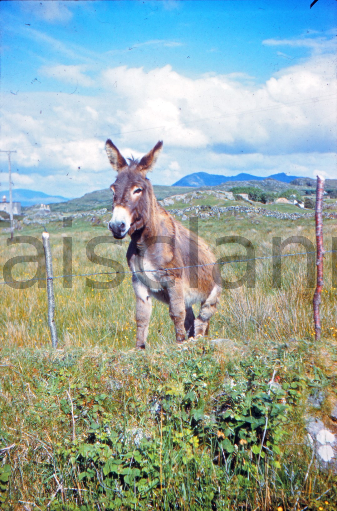 Photogenic donkey - Renvyle, Connamara, Galway.