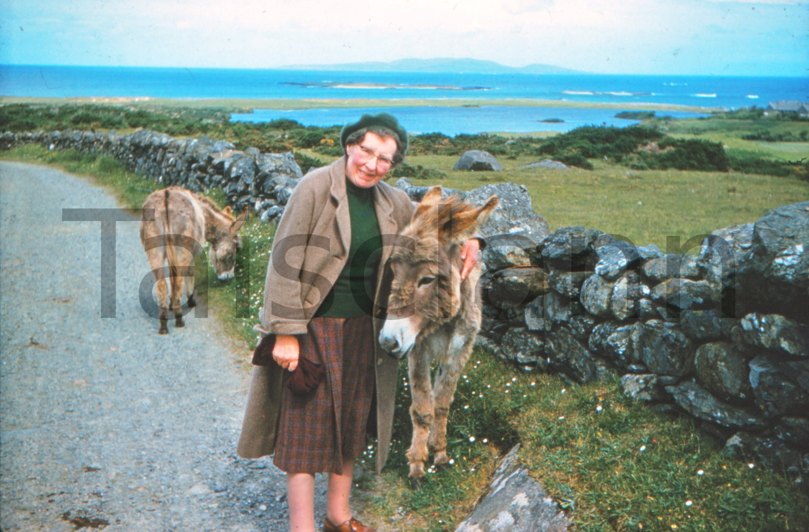 With the donkeys - Renvyle, Connemara.