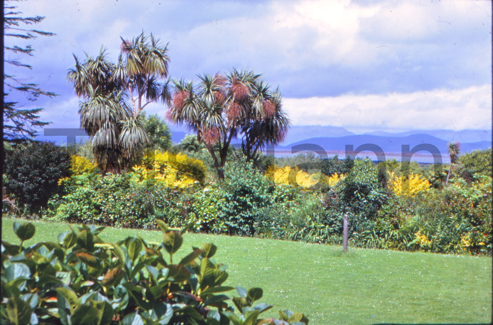 Garden with palm trees, Co.Kerry.