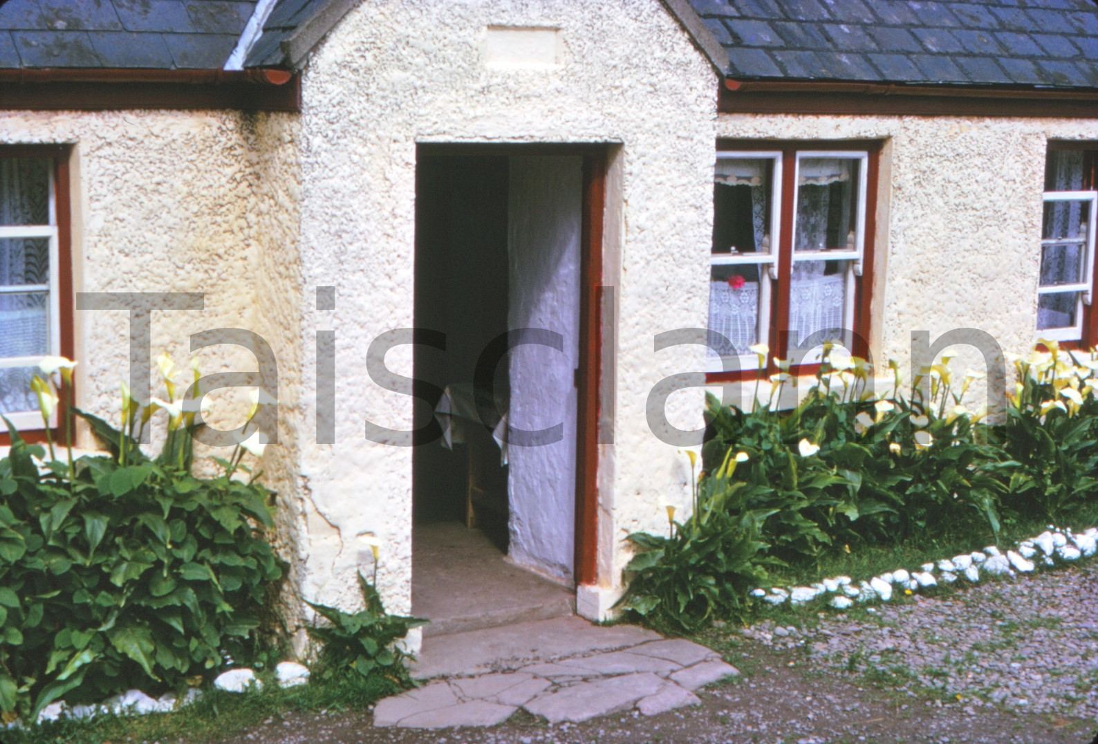 Lily cottage in Co.Kerry.