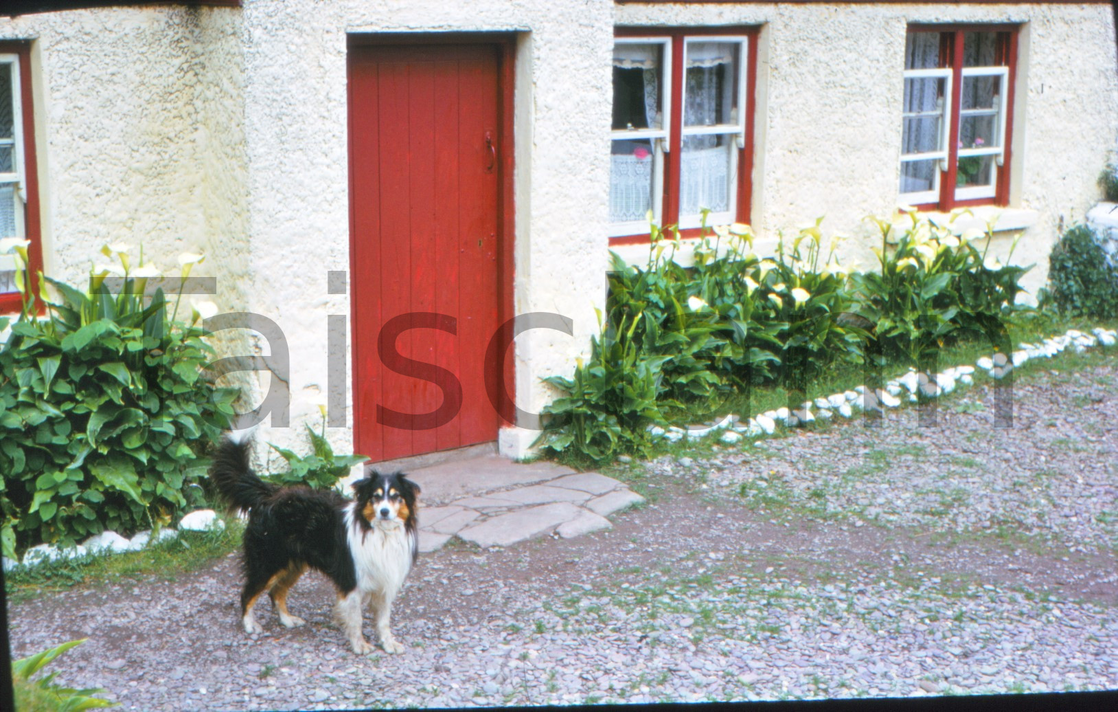 Dog on guard outside the cottage, Co.Kerry.