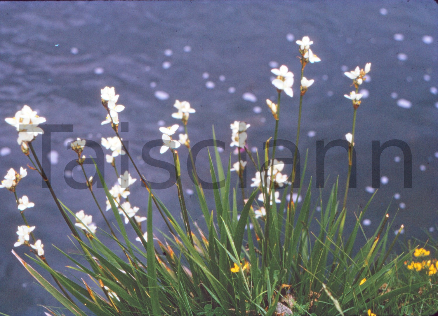 Wild Flowers.