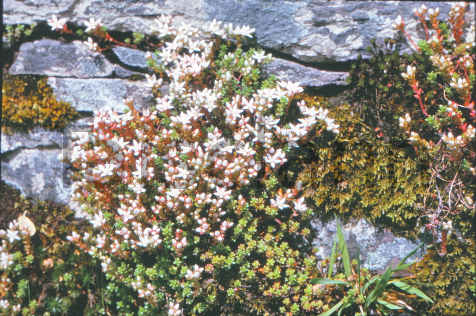 Wild Flowers in County Kerry.