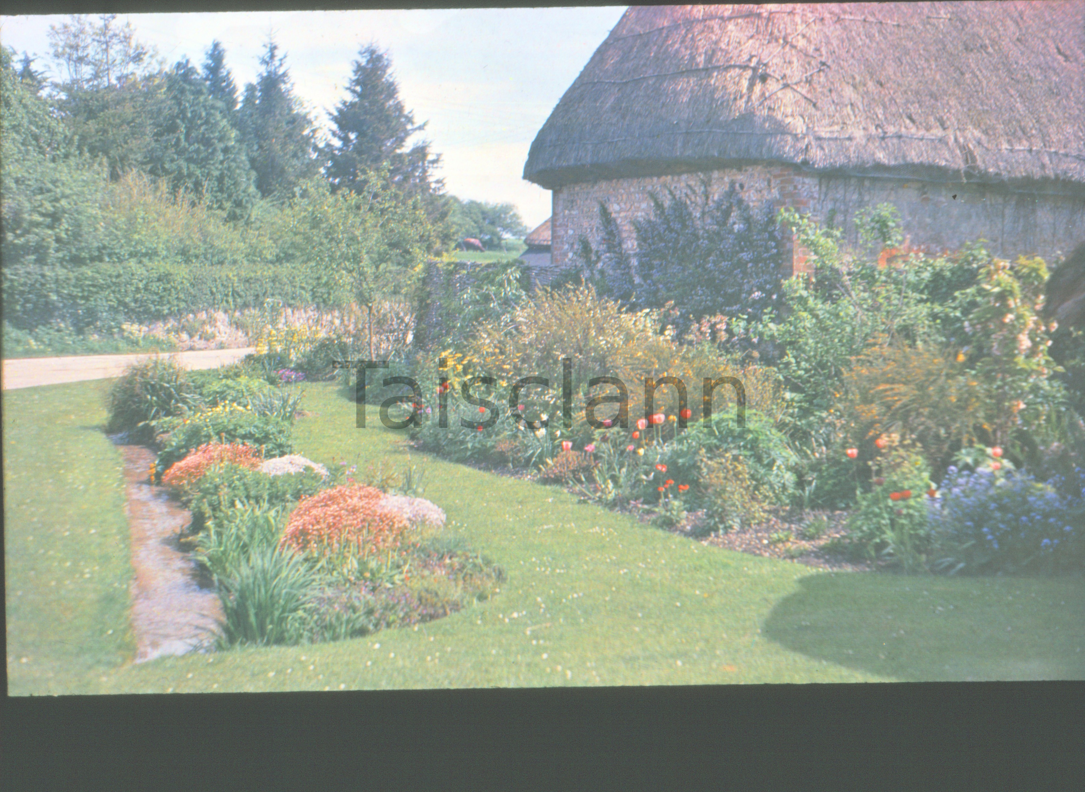 Flowers in the garden.