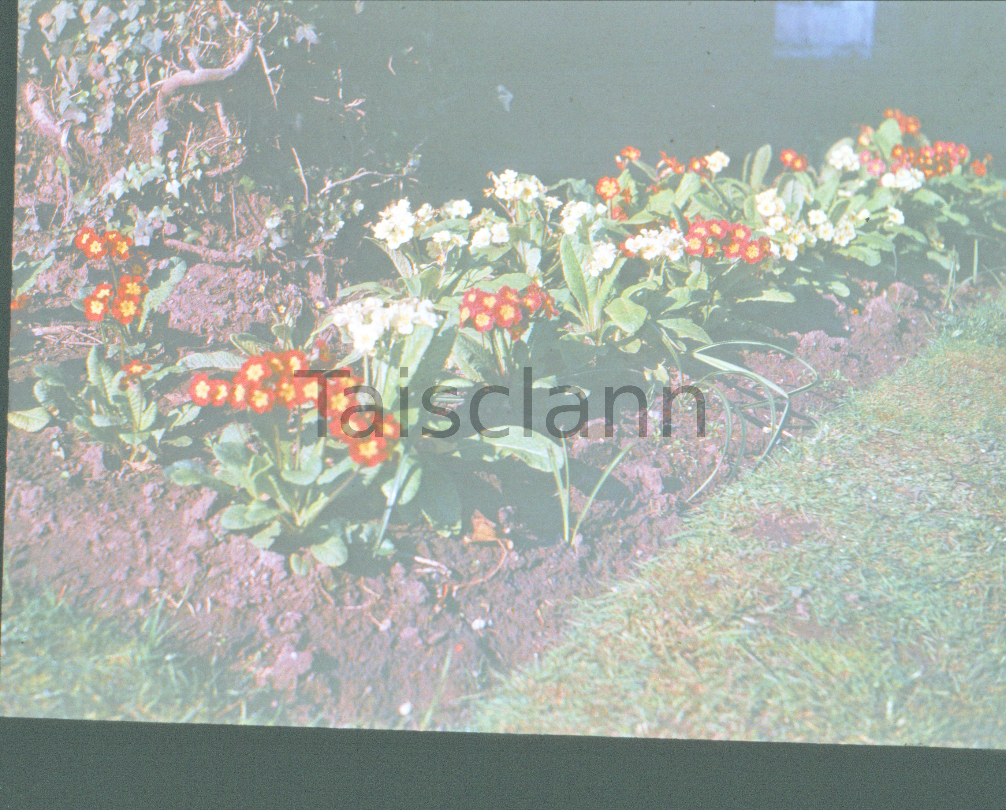 Flowers in the hotel garden in Ross-on-Wye, England.