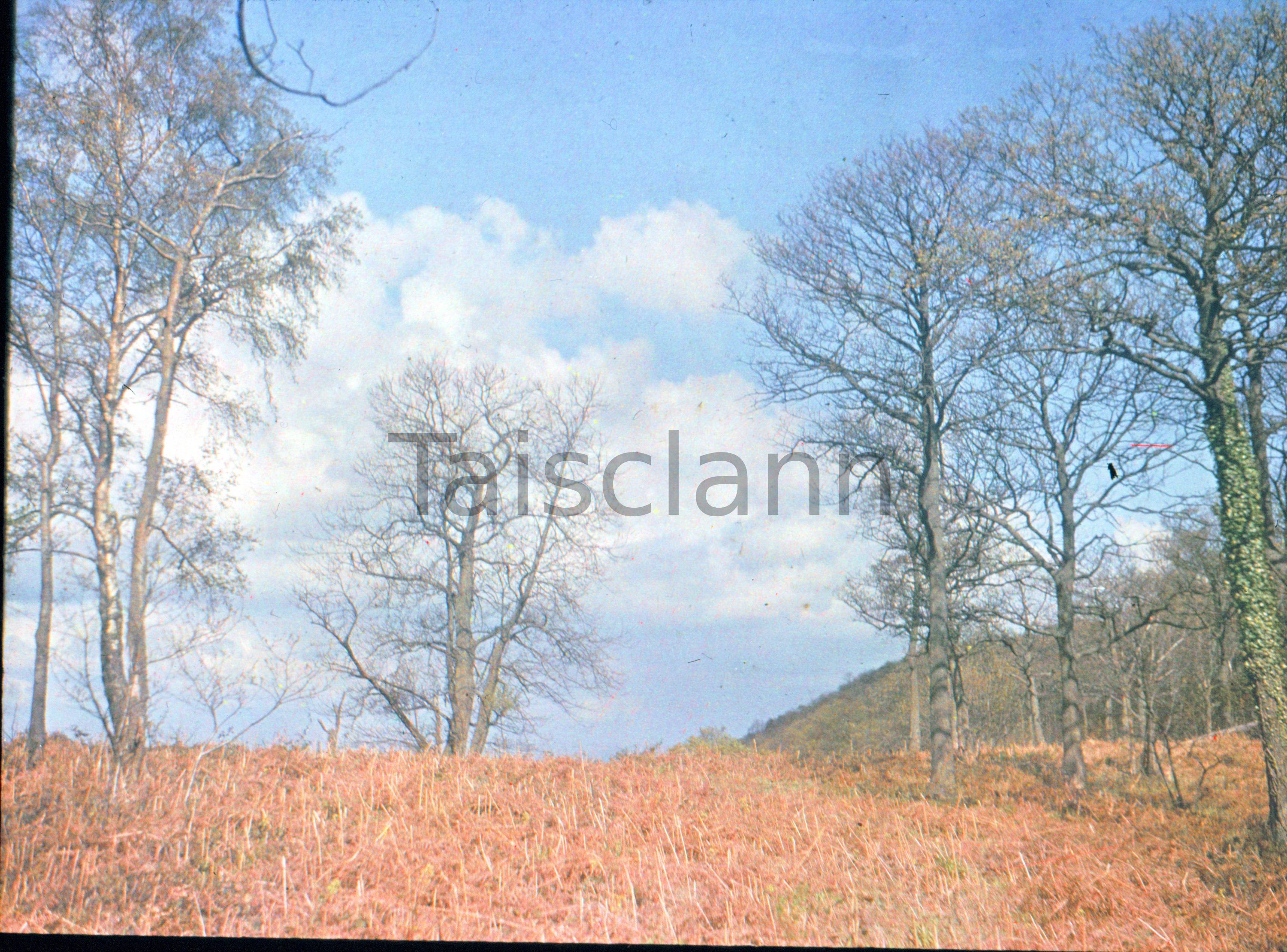 Blue sky, bracken and trees at Ross-on-Wye, England.