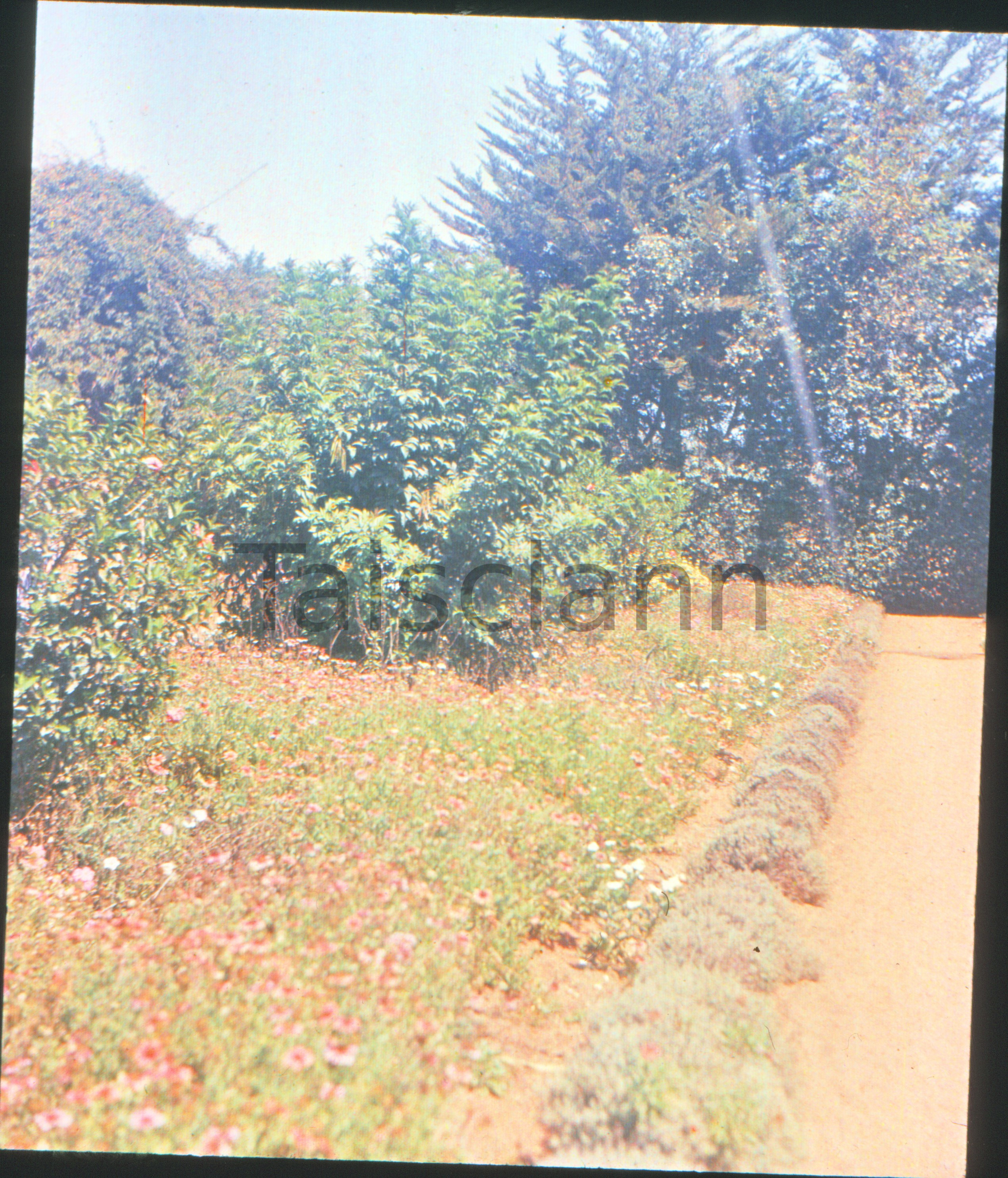 Wild flowers and wooded area.