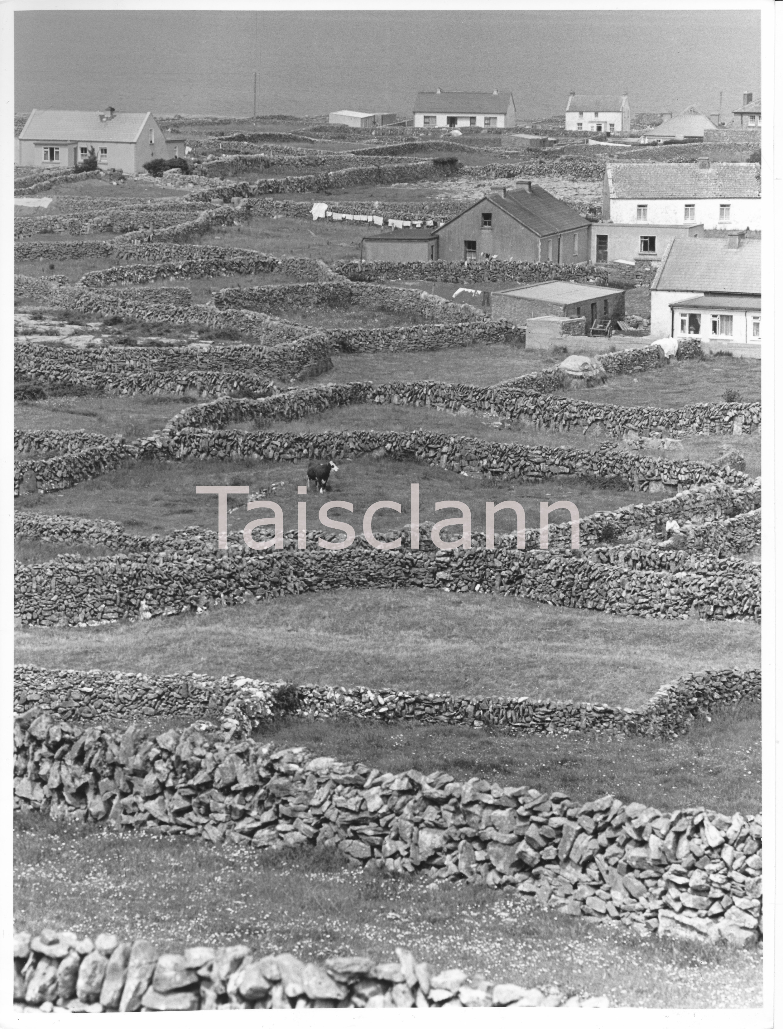 Stone walls enclosing tiny fields in the Aran Islands.