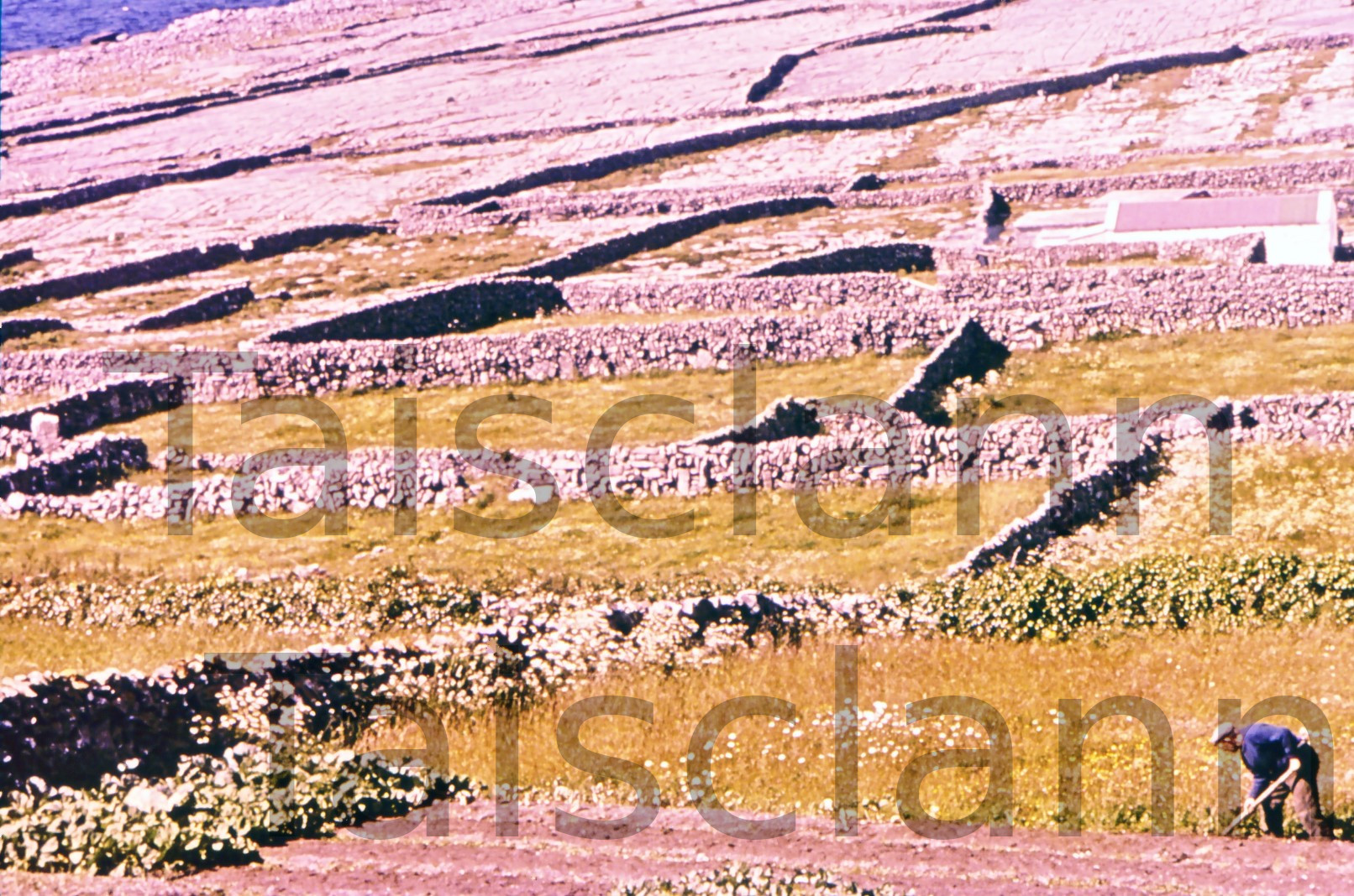 Farming on the Aran Islands.