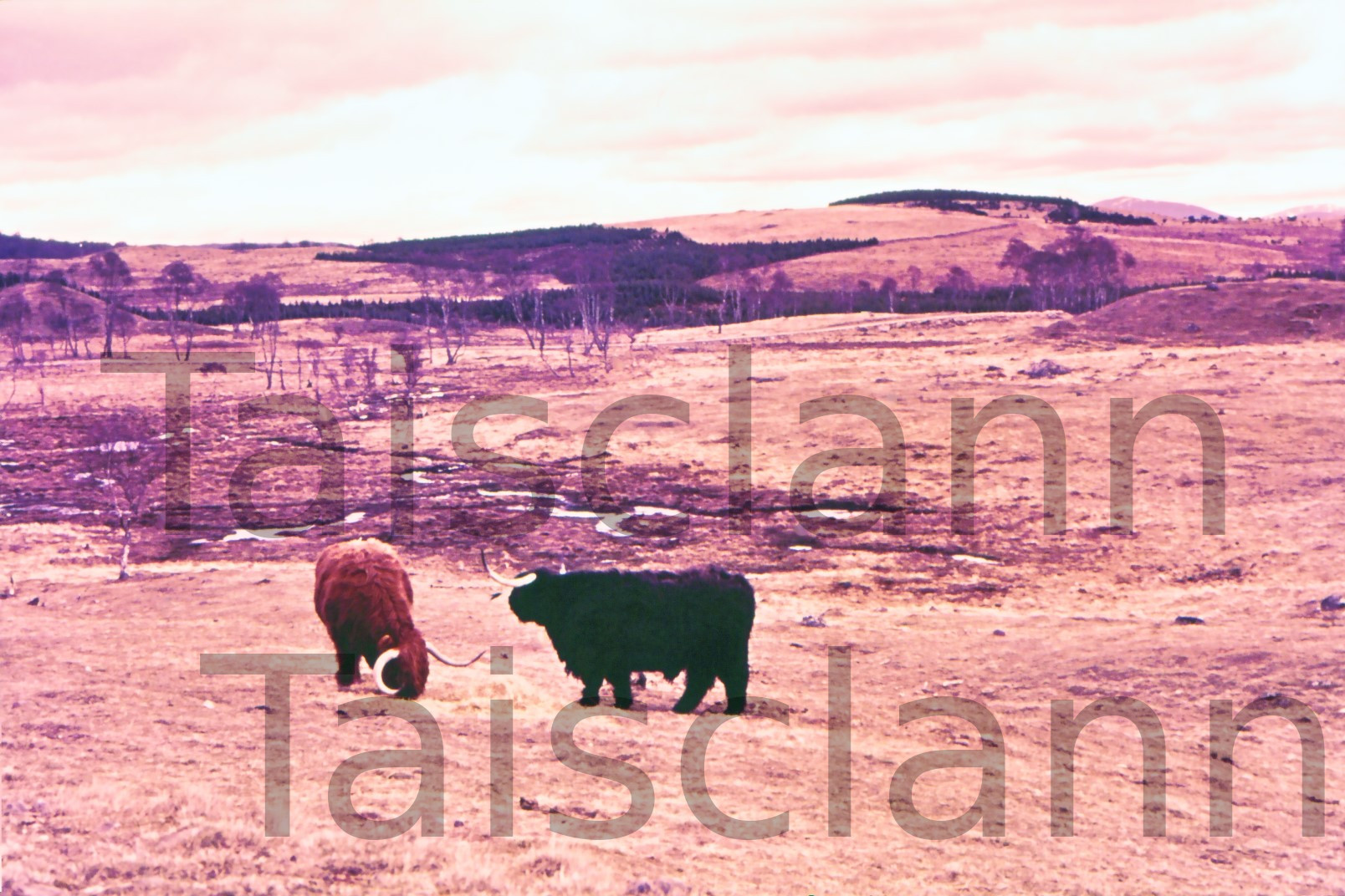 Highland Cattle in Scotland. - Klett Collection - Margaret Kierney (Photographer).