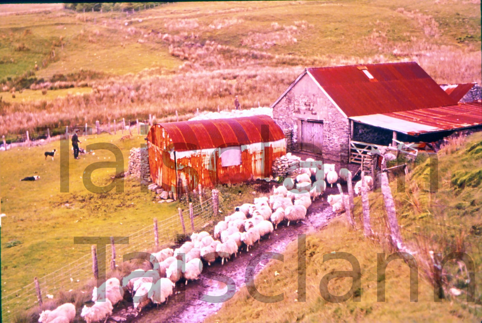 Sheep Farming. - Klett Collection - Philip N Hewitt (Photographer).