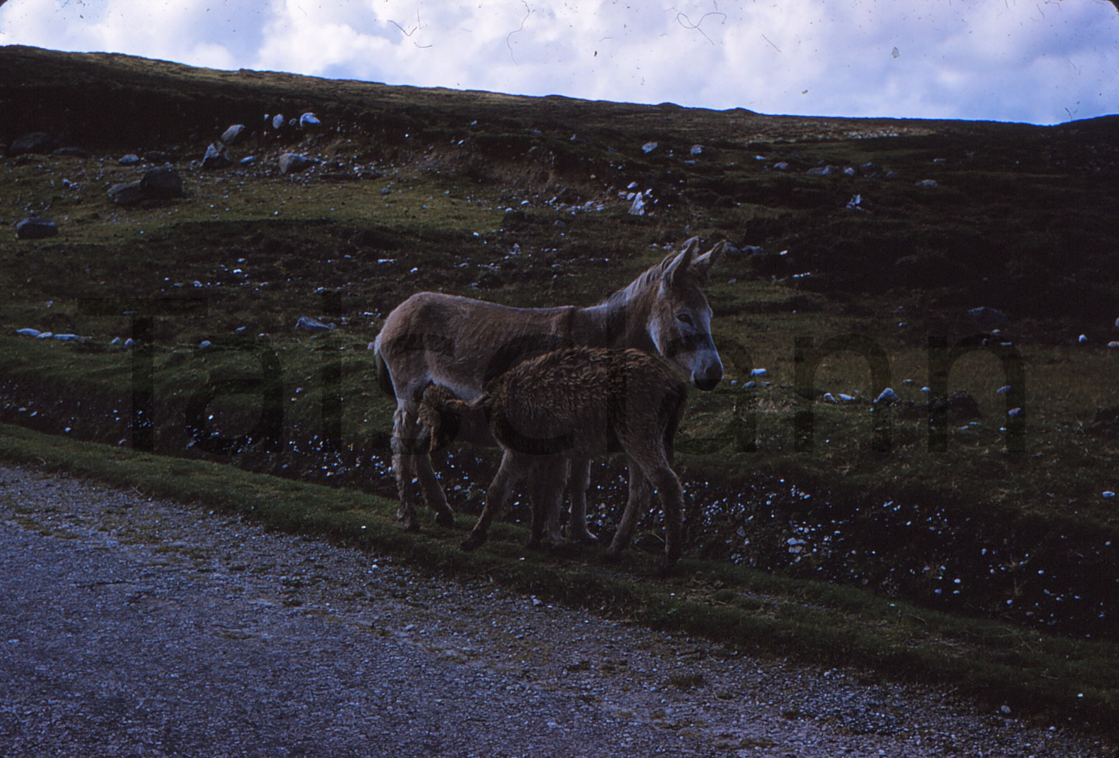 Donkeys on Achill Island.