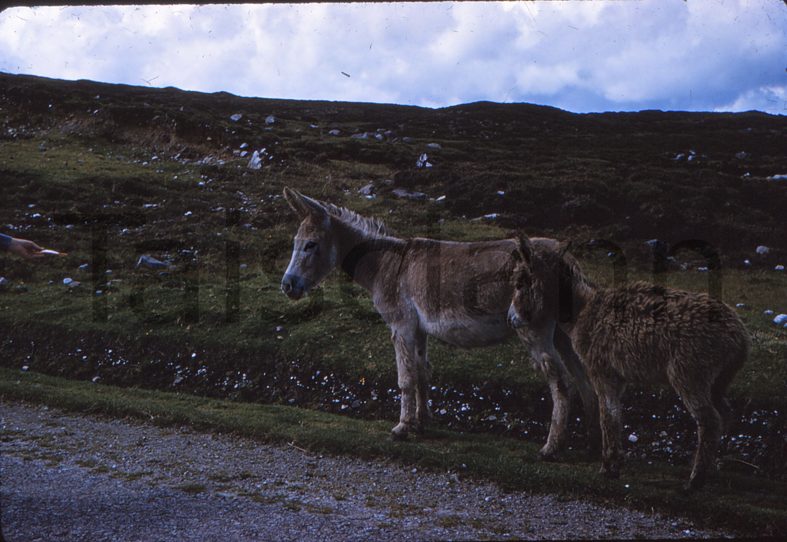 Donkeys on Achill Island.