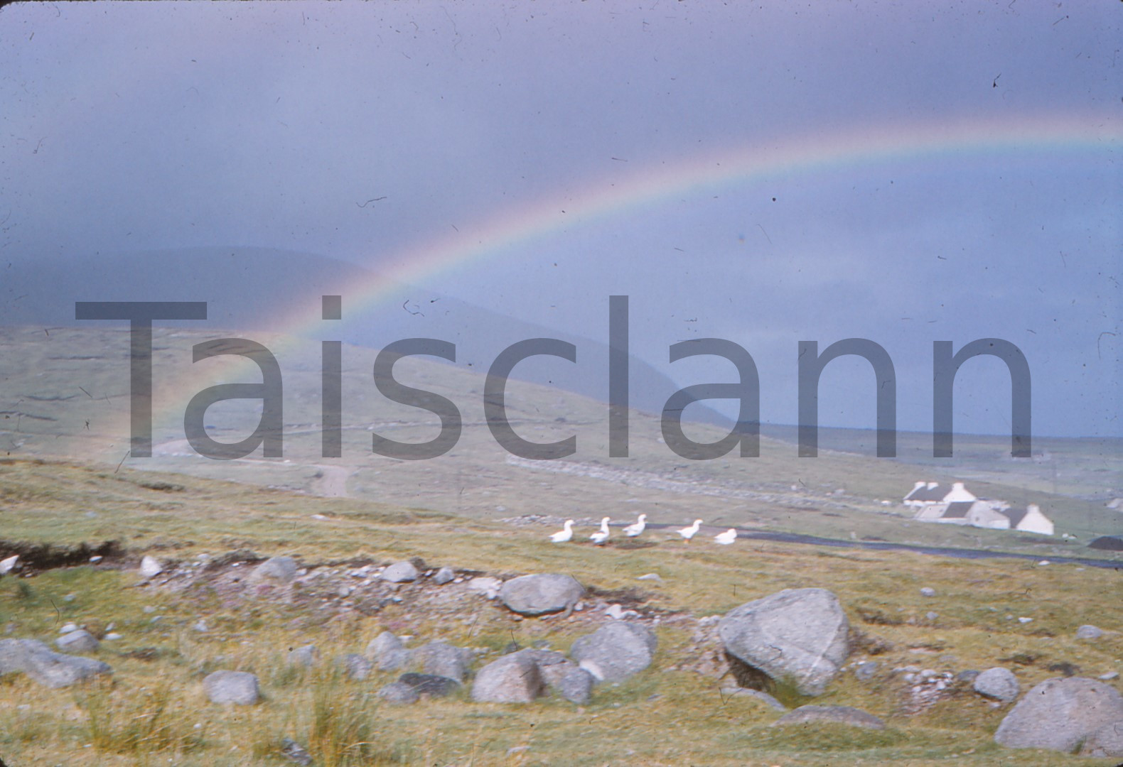 Rainbow and geese at Bloody Foreland, Gweedore.