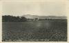 Mulroy, County Donegal - Seed Potatoes