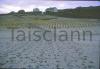 Grasses of Aran Island.