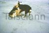 The dogs on Aran Island.