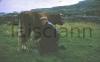 Milking a cow on Aran Island.