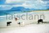 Cattle on the beach in Connamara, Galway.