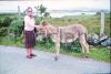 Roadside with a donkey and the sea in the distance.