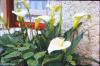 Beautiful lilies growing outside cottage door - Kerry.