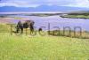 Dingle Bay, Co.Kerry.