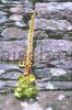 Something growing on Wynne's Folly, Co.Kerry.