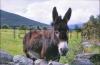 Donkey in the field - Co.Kerry.