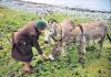 With the donkeys - Renvyle, Connemara.