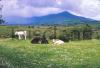 Cattle relaxing in the field - Co.Kerry.