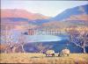 View of the lake and the mountain. Sheep grazing.