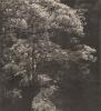 A large tree overhanging a pond