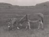 Donkeys in a field