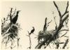 Cormorants at nests.