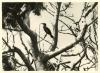 Cormorant in tree.