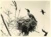 Cormorant at nest.