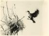 Cormorant landing on trees.