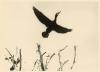 Cormorant in flight.