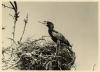 Cormorant at nest