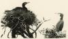 Cormorants nesting in trees.