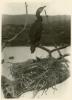 Cormorant at nest.
