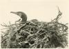 Cormorant sitting.