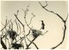 Cormorant at nest 