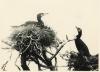 Cormorants at nests in trees.
