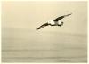 Fulmar Petrel.