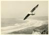 Fulmar Petrel.