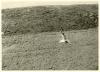 Fulmar Petrel.
