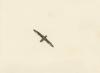 Fulmar Petrel in flight