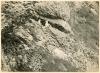 Fulmar Petrels at nest