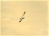 Fulmar Petrel in flight.